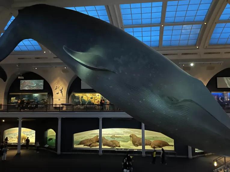 Blue Whale at American Museum of Natural History