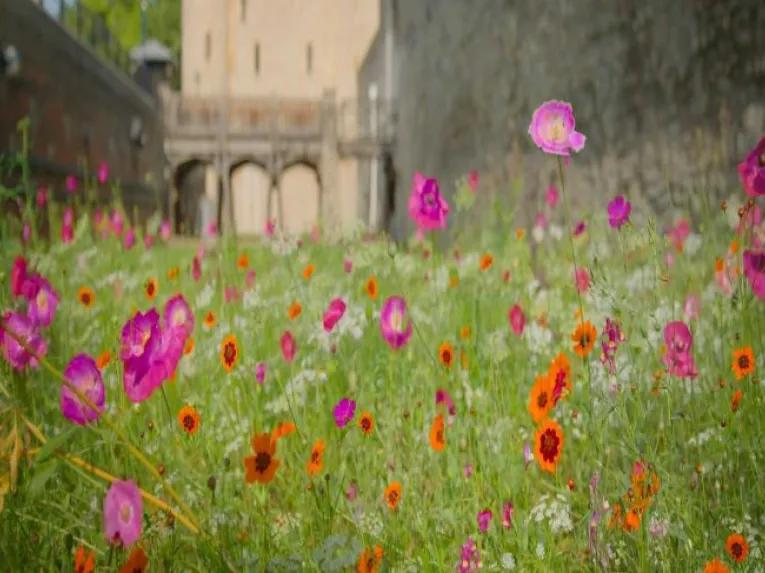 Superbloom at Tower of London and entry to Tower of London