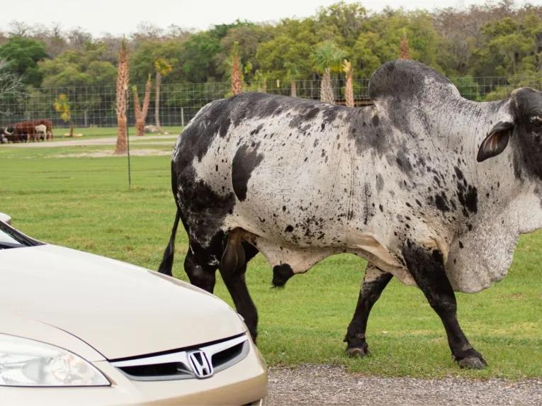 Wild Florida Drive Thru Safari