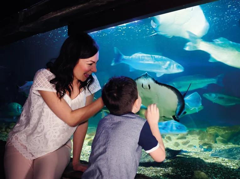 SEA LIFE London Aquarium