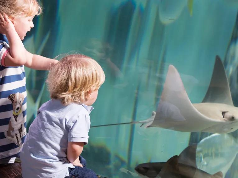 SEA LIFE London Aquarium