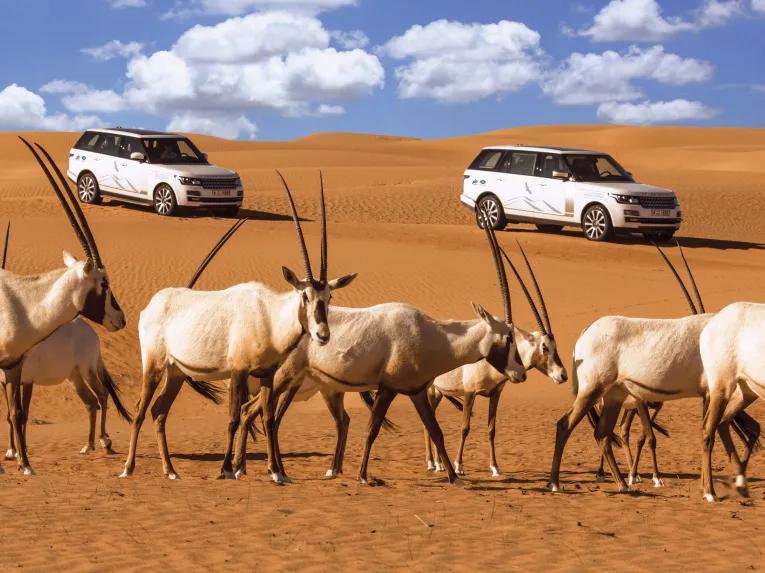 Conservation Drive Dubai