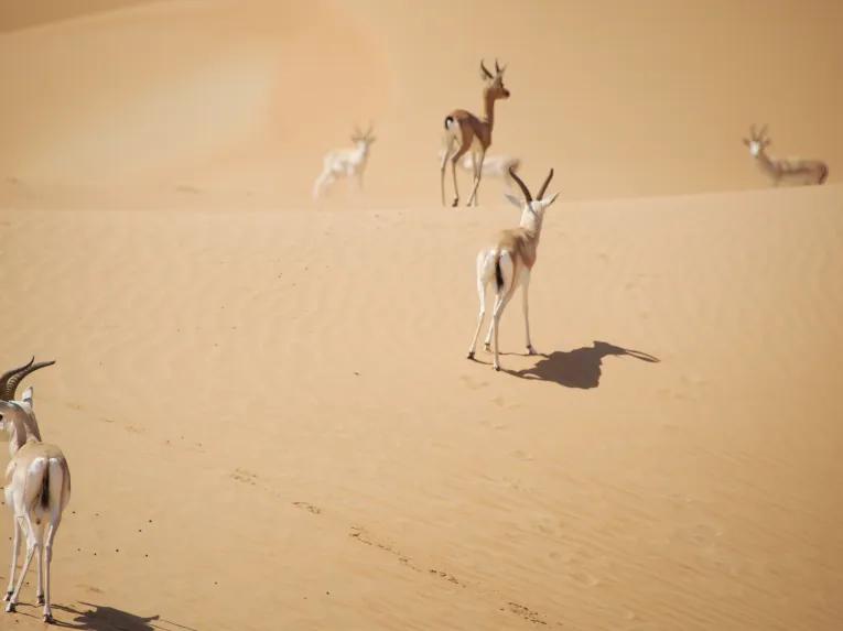 Conservation Drive Dubai