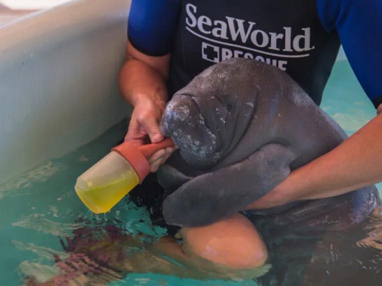 SeaWorld Orlando Rescue Tour