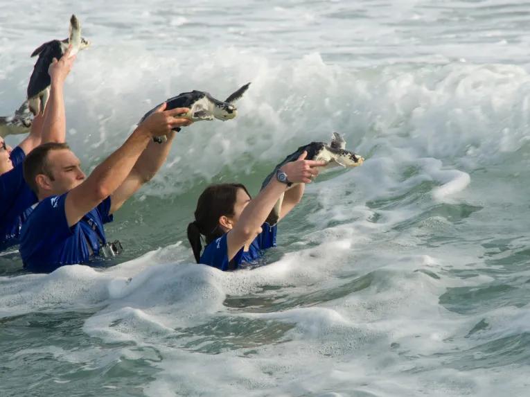 SeaWorld Orlando Rescue Tour
