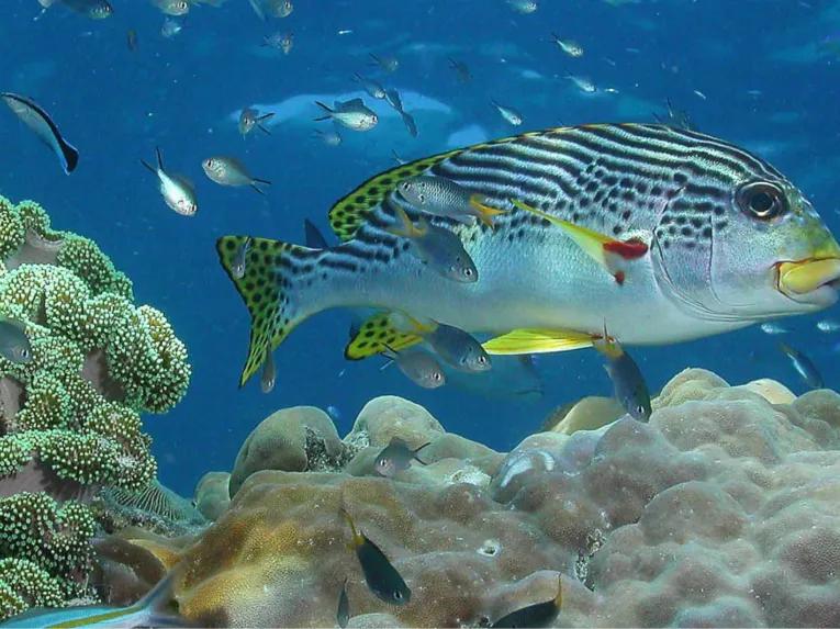 Great Barrier Reef Adventure