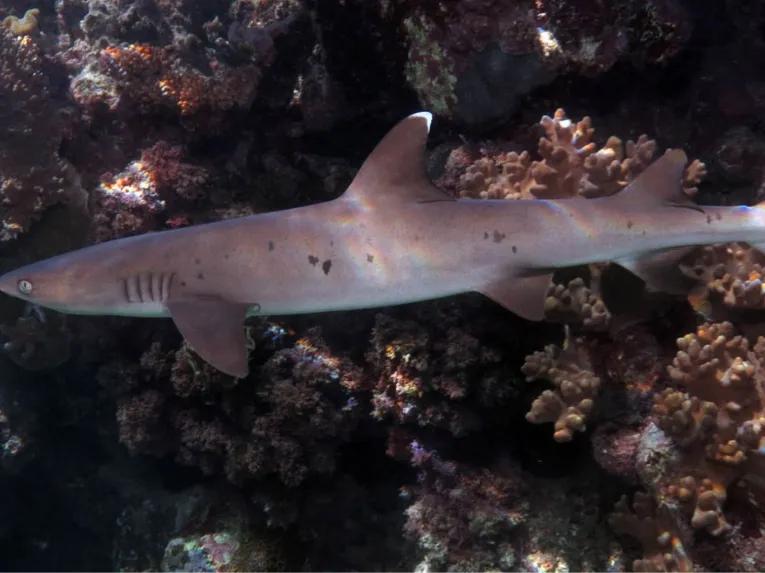 Great Barrier Reef Adventure