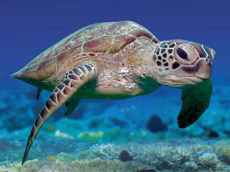 Great Barrier Reef Adventure