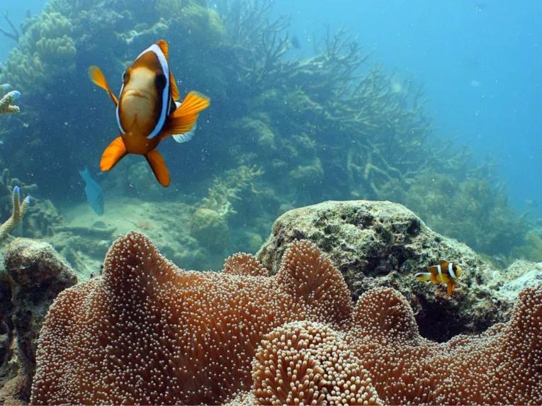 Great Barrier Reef Adventure