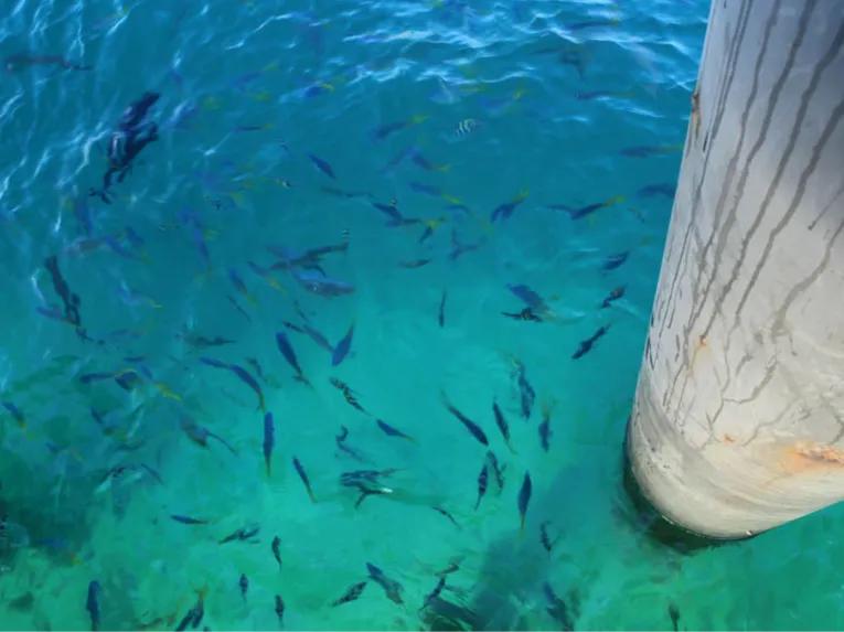 Green Island Discovery Cruise