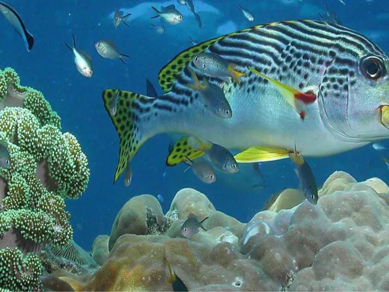 Green Island Eco Adventure