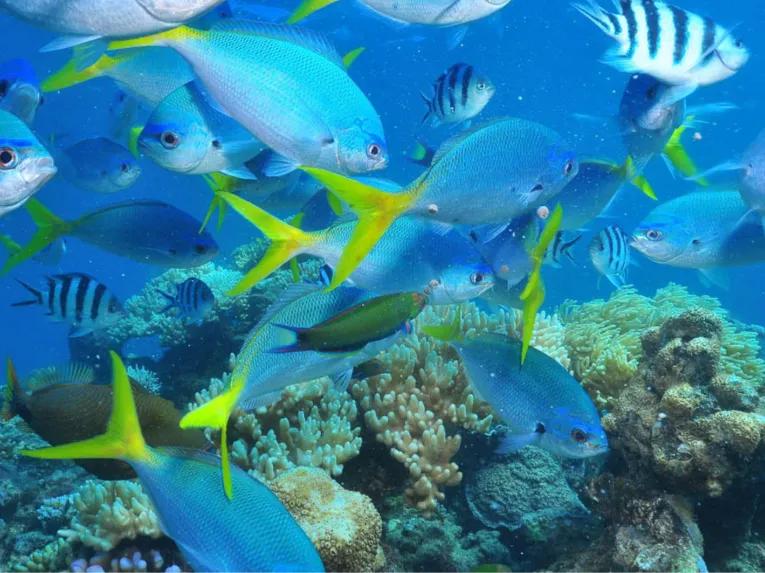 Green Island Eco Adventure