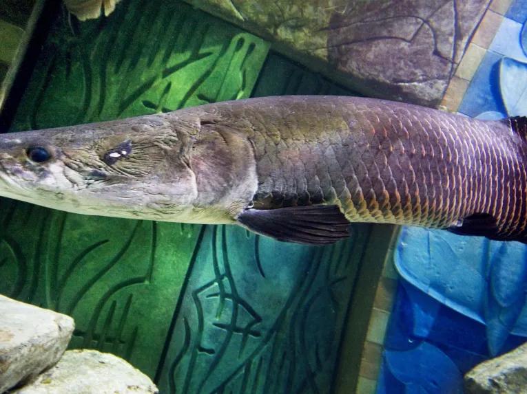 The Lost Chambers Aquarium in Dubai