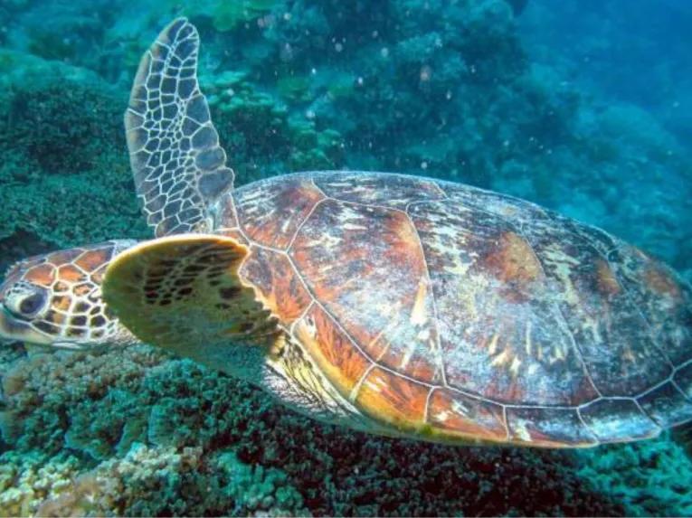 Luxury Ocean Spirit Cruise to Michaelmas Cay