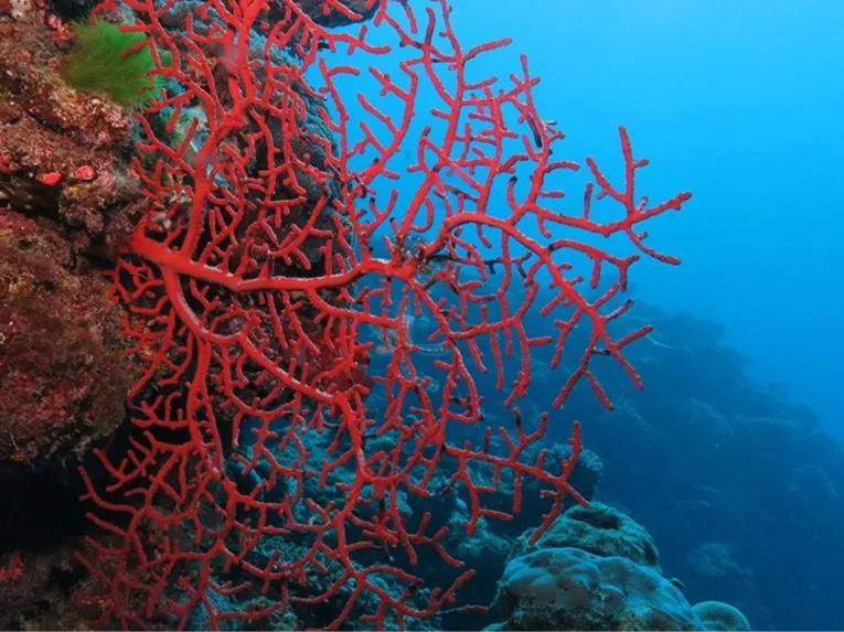 Outer Barrier Reef Adventure