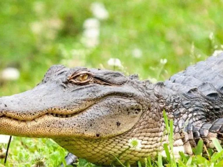 Airboat Swamp Tour from New Orleans