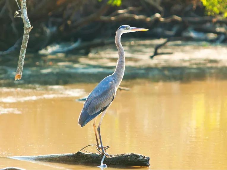 Airboat Swamp Tour from New Orleans