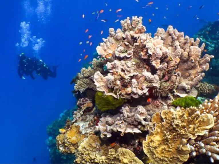 Silversonic Outer Barrier Reef