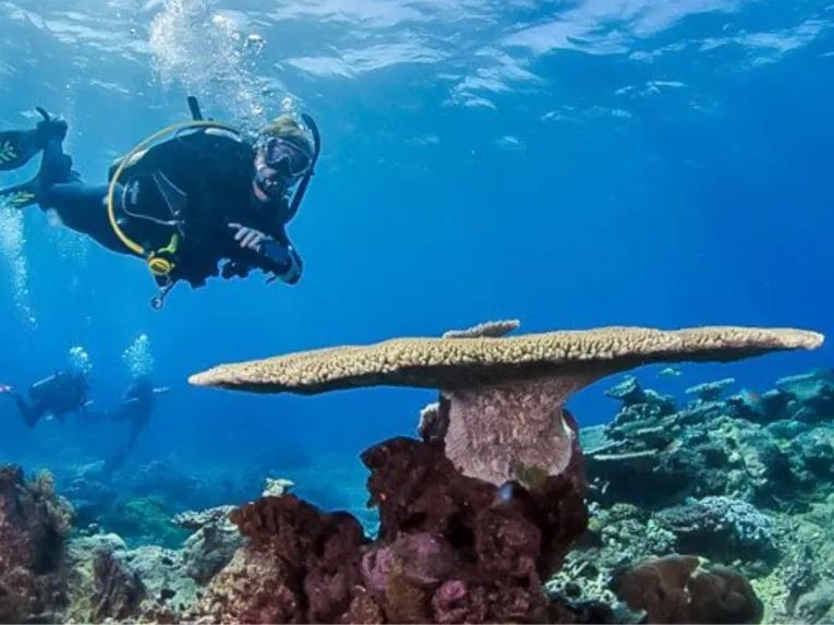 Silversonic Outer Barrier Reef
