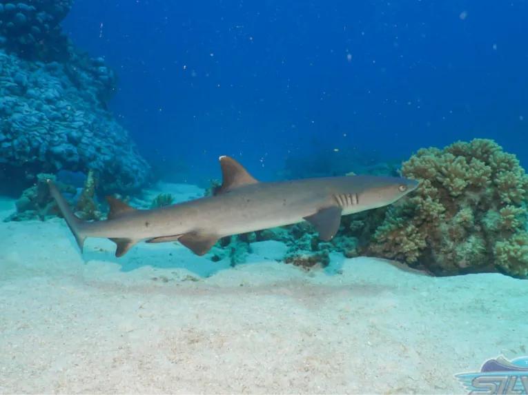 Silversonic Outer Barrier Reef