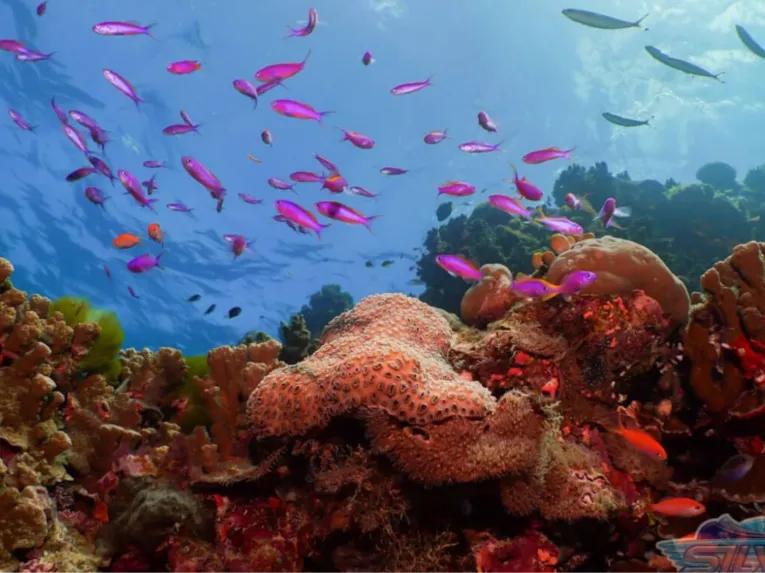 Silversonic Outer Barrier Reef