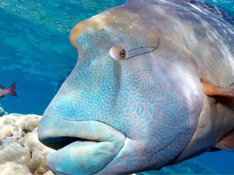 Silversonic Outer Barrier Reef