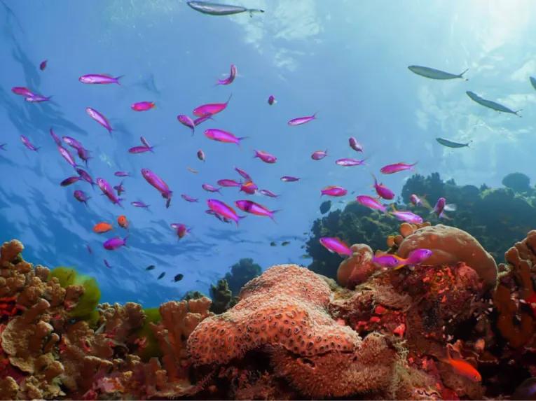 Silverswift Outer Barrier Reef 