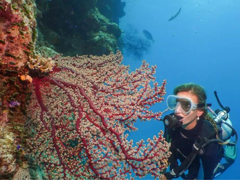 Silverswift Outer Barrier Reef 