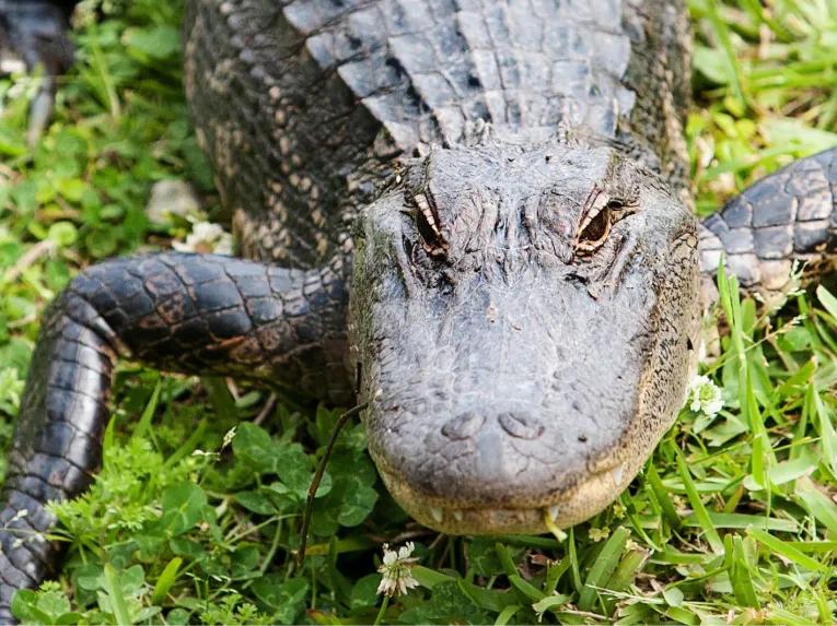 Swamp and Bayou Tour