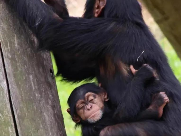 Sydney Harbour Explorer Cruise with Taronga Zoo