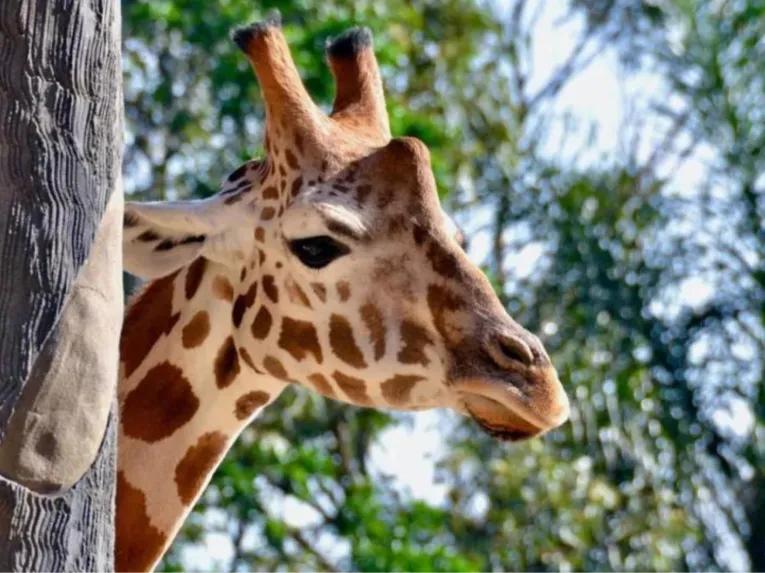 Sydney Harbour Explorer Cruise with Taronga Zoo