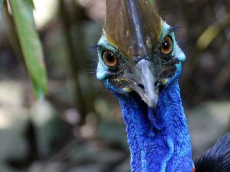 Cape Tribulation and Daintree Wilderness from Port Douglas