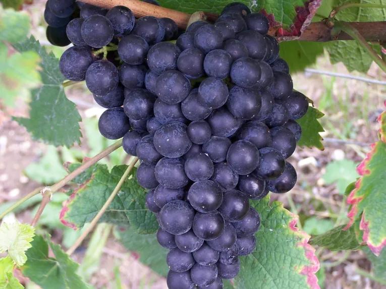 A Day in Champagne from Paris