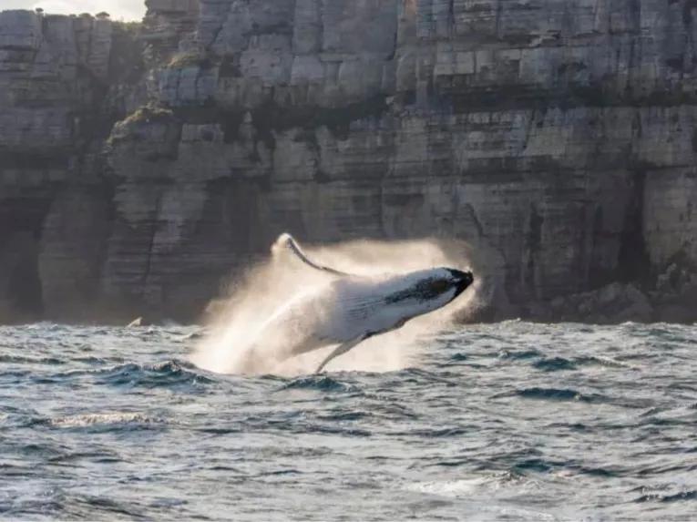 Sydney Whale Watching Cruise