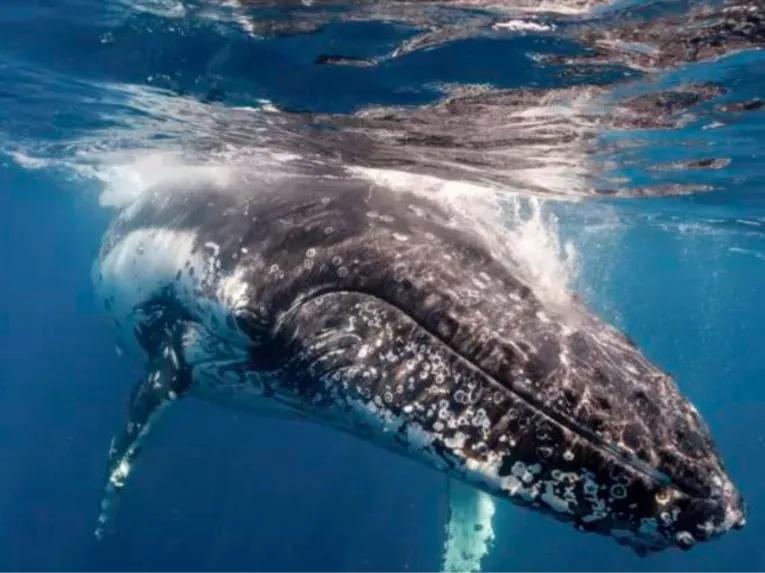 Sydney Whale Watching Cruise