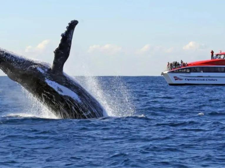 Sydney Whale Watching Cruise