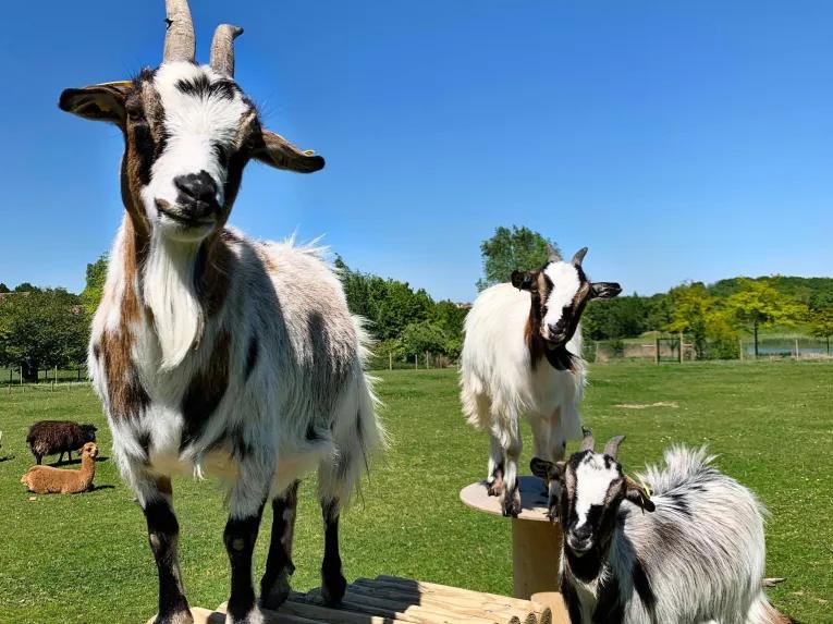 Campanile Val de France Farm