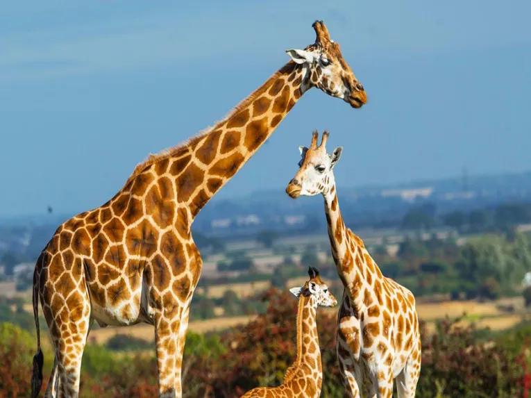 Port_Lympne_Giraffes