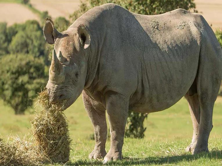 Port_Lympne_Rhino