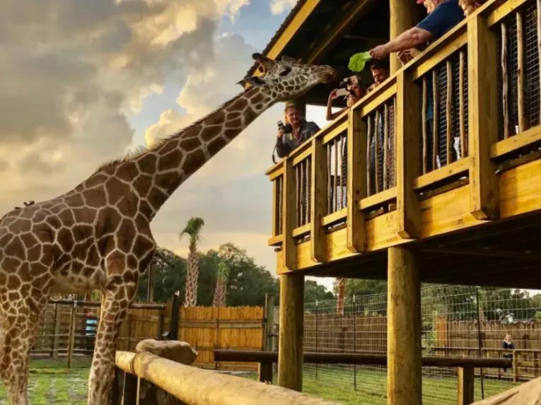 Giraffe feeding at Real Wild Florida Adventure