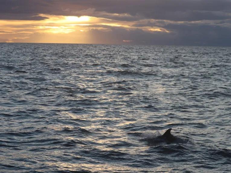 whale-in-water-sunset