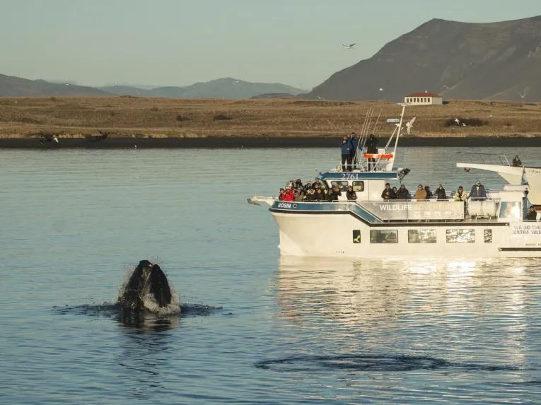 whale-poking-out-of-water