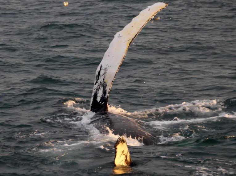 whales-tail-out-of-water