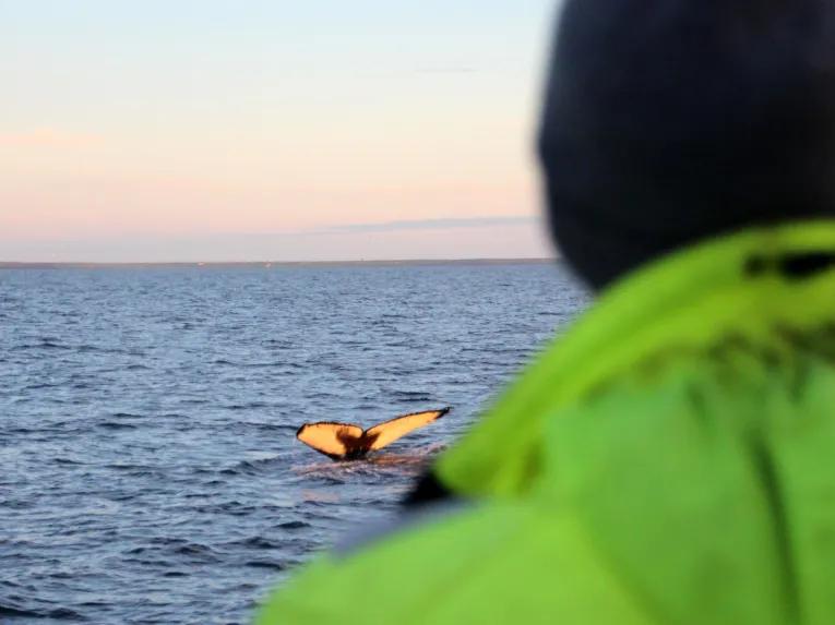 person-looking-at-whale