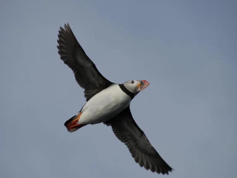 puffin-flying