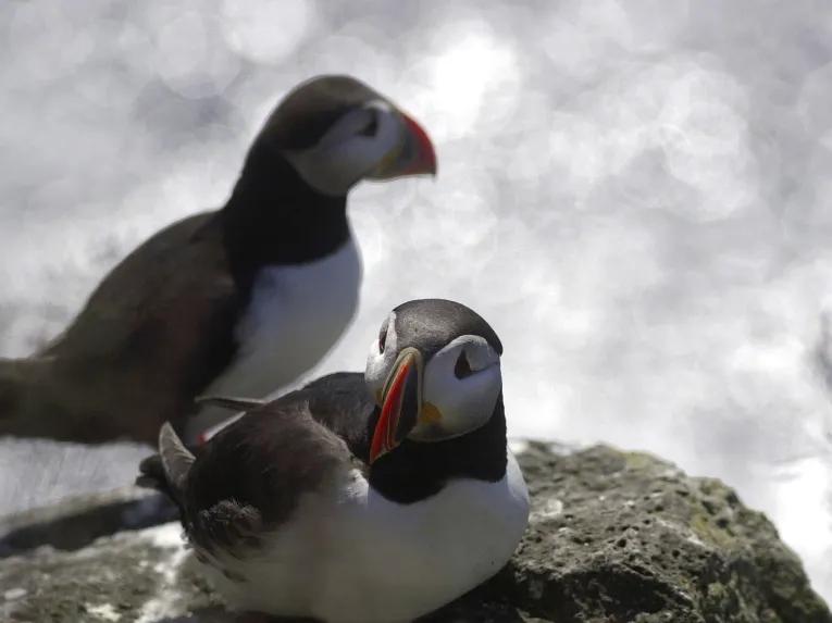 puffins-on-a-rock