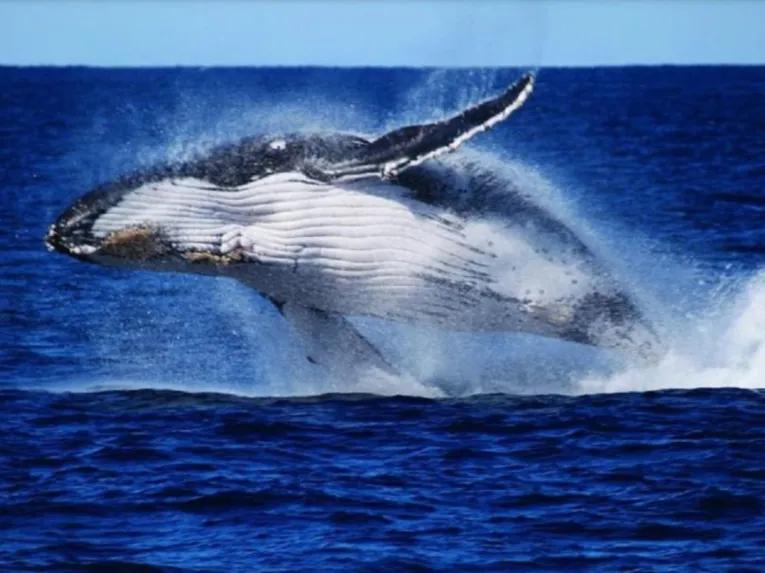 Whale Watch with Brisbane Transfers