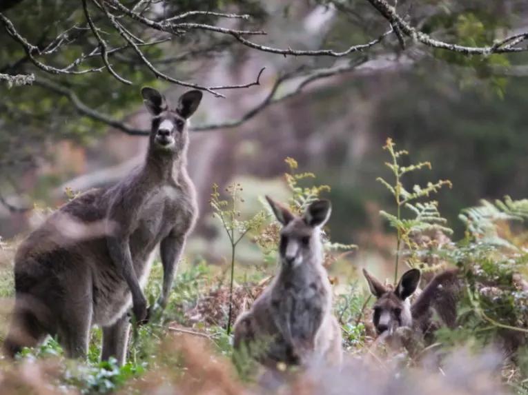 Blue-Mountains-Sunset-&-Wilderness-Tour