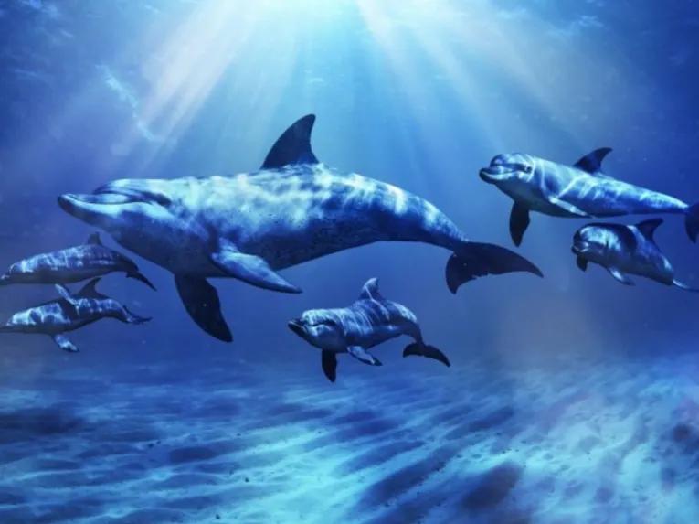 Dolphin Meet & Greet at Atlantis Dubai