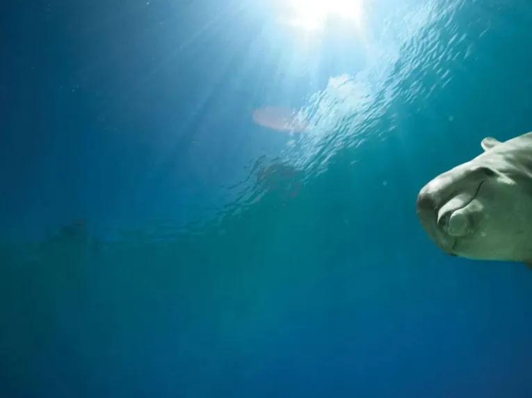 Dolphin Meet & Greet at Atlantis Dubai